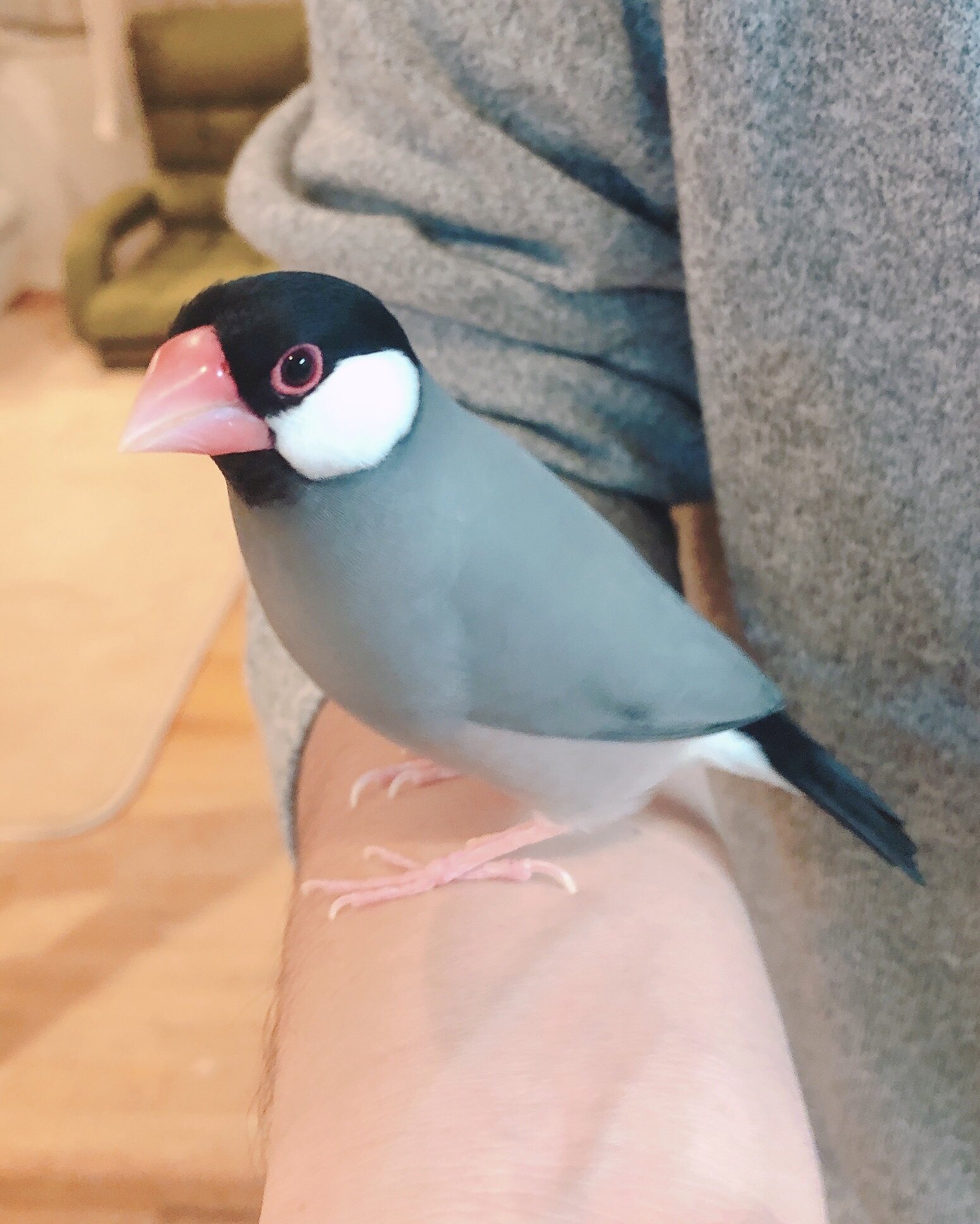 Java sparrow photo 1