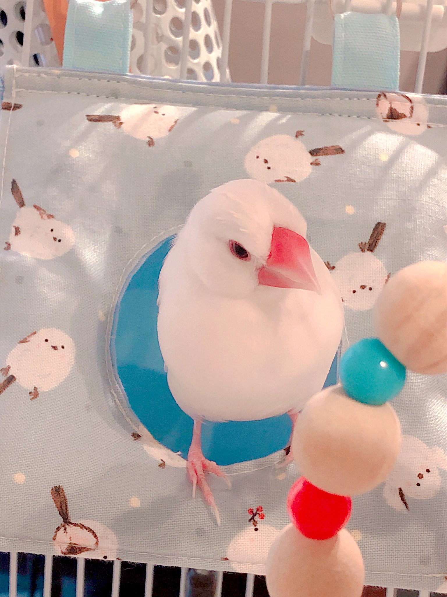 Java sparrow photo 2
