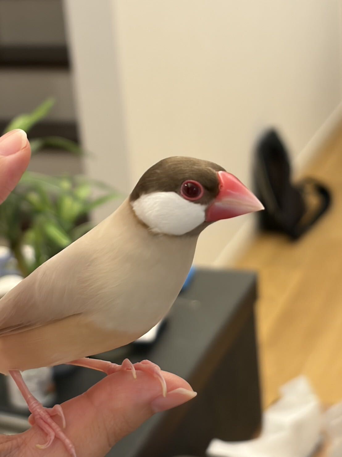 Java sparrow photo 3