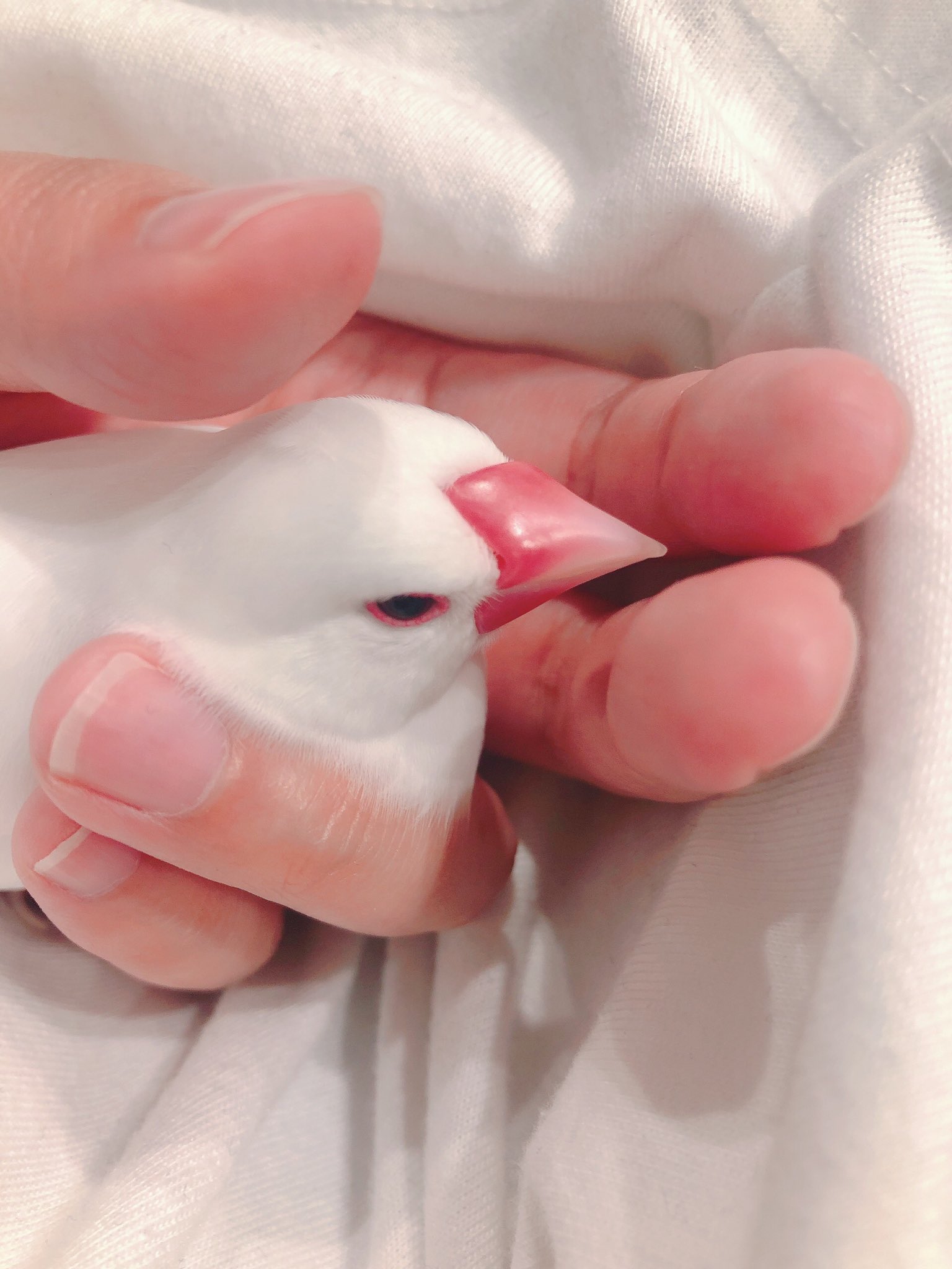 Java sparrow photo 4